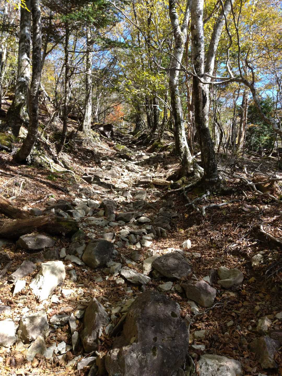 ビジターセンターへ戻る西大台の道