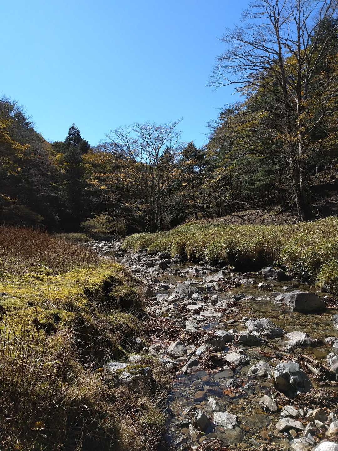 西大台の森を流れる川